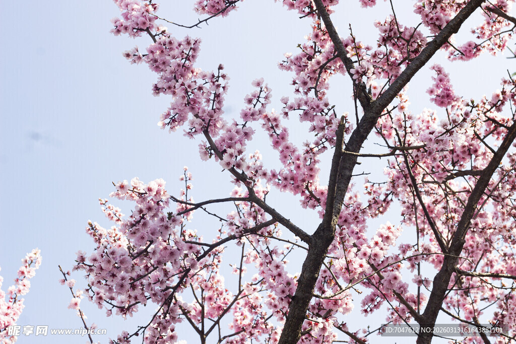 枝头绽放的烂漫粉色美人梅