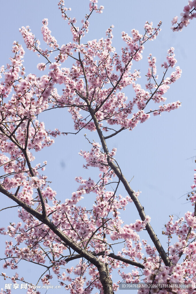 枝头绽放的美人梅