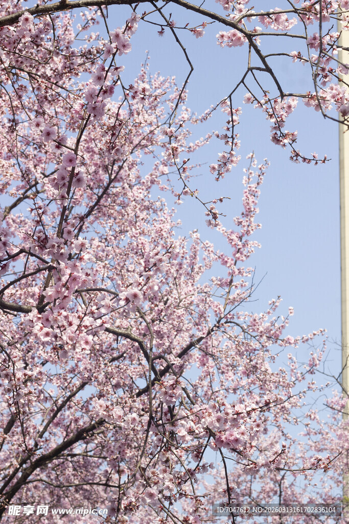 春日烂漫盛开的美人梅