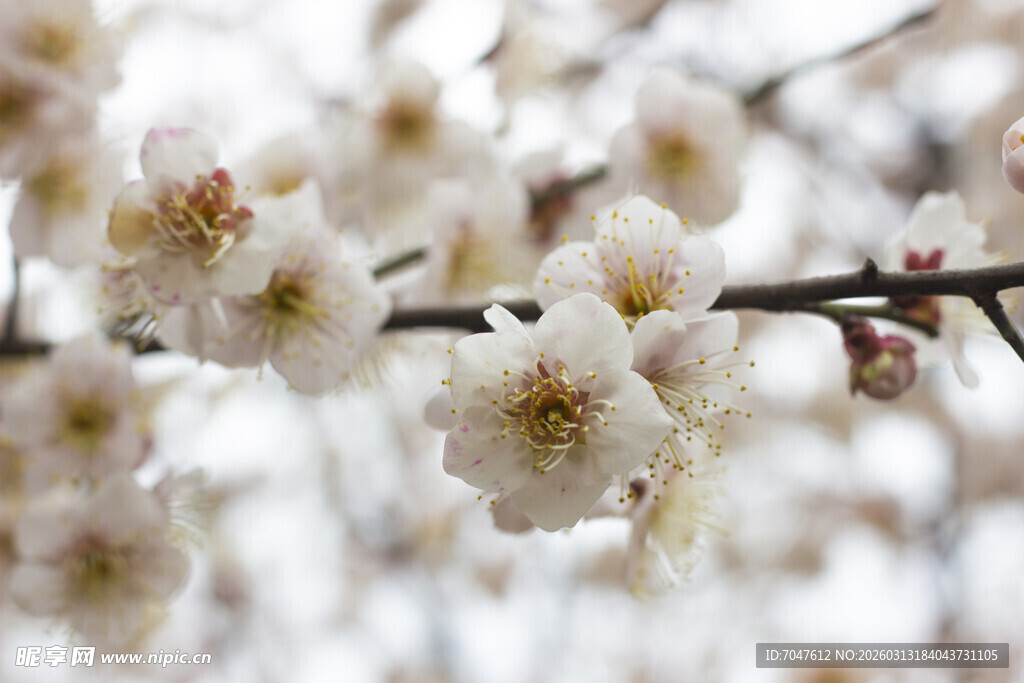 枝头绽放的白色梅花