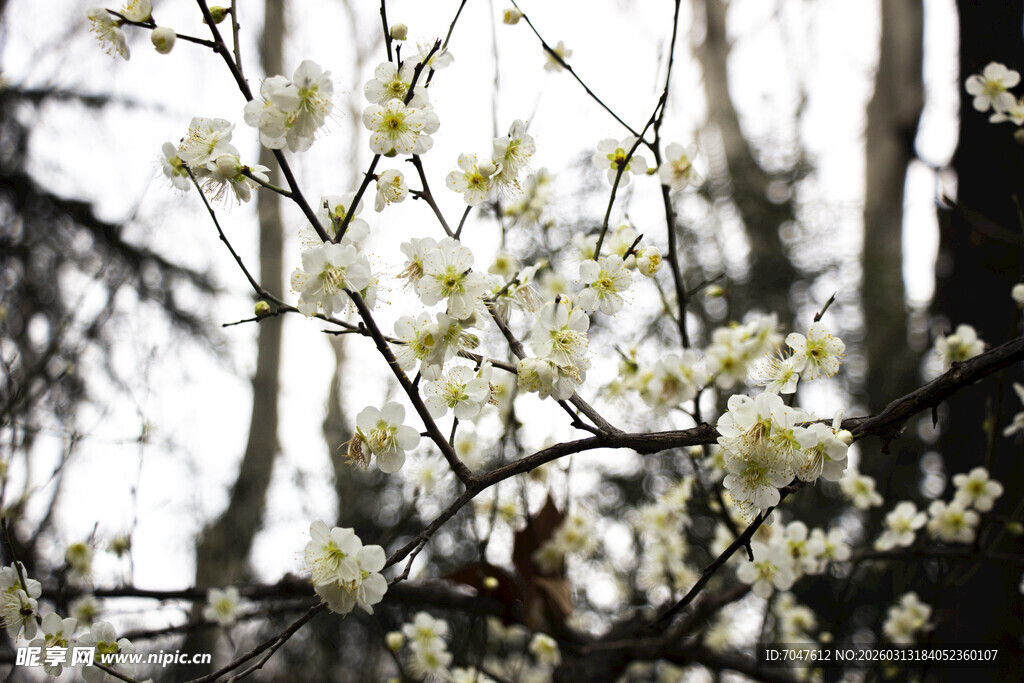 枝头绽放的素雅白色梅花