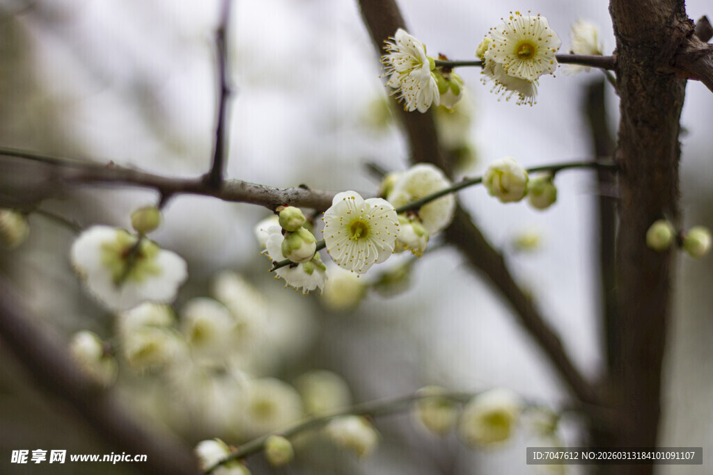 枝头绽放的素雅白梅花