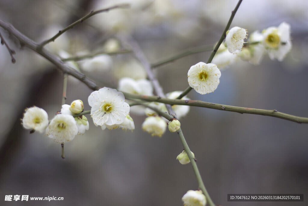 枝头绽放的素雅白梅花