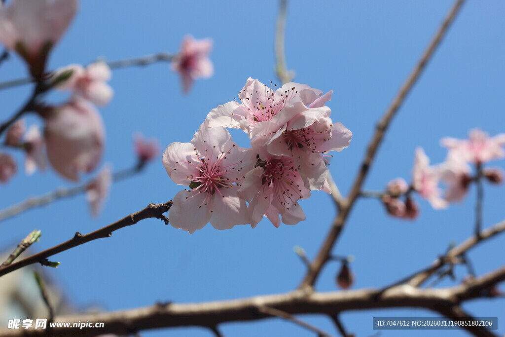 枝头绽放的粉嫩桃花