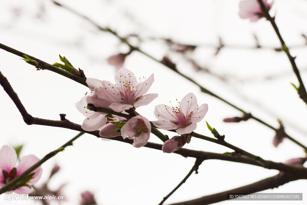 枝头绽放的粉嫩桃花