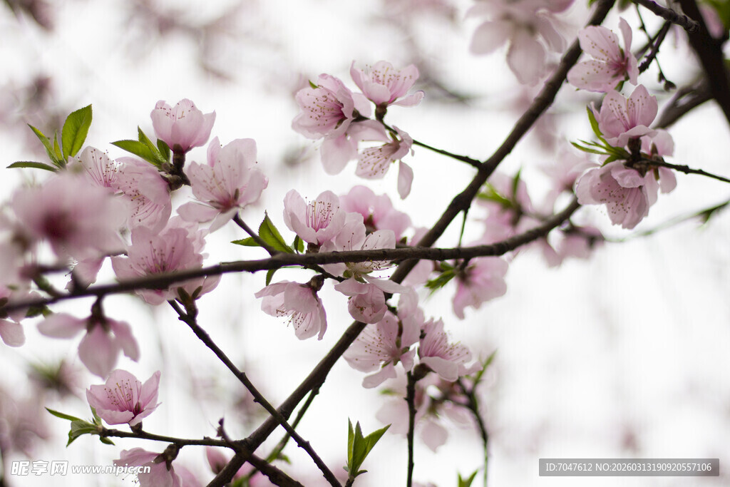 枝头绽放的桃花