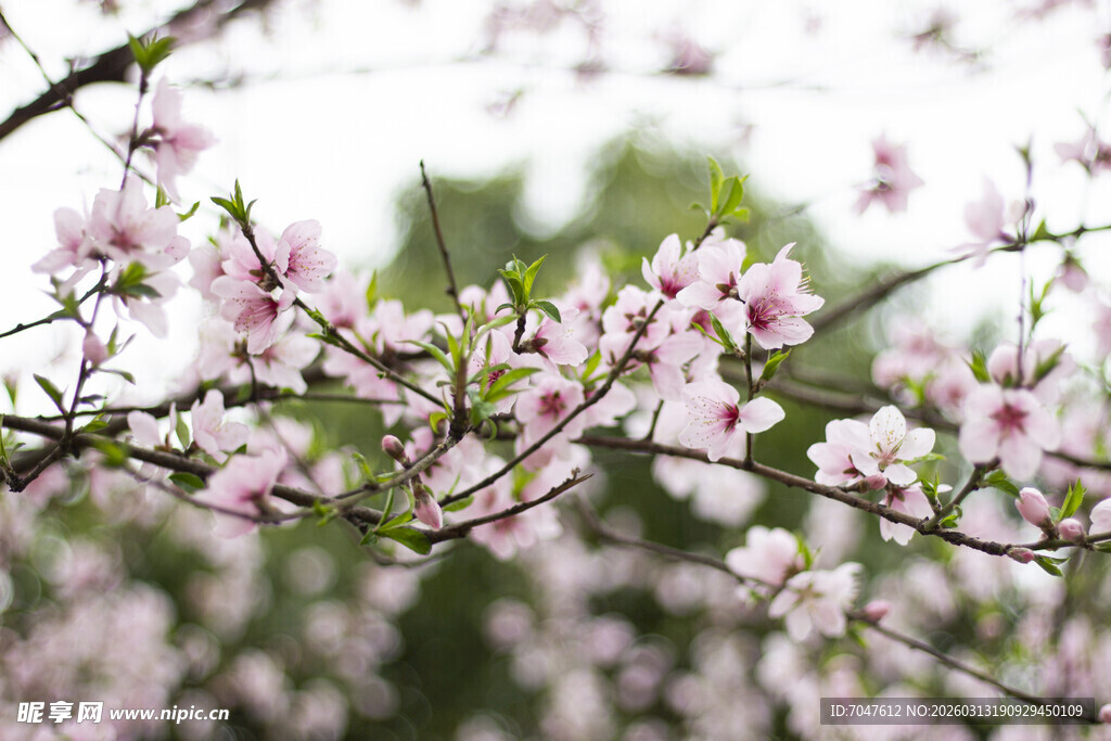 春日盛开的粉嫩桃花枝