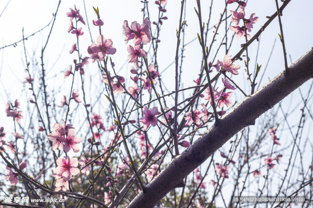 枝头绽放的粉嫩桃花