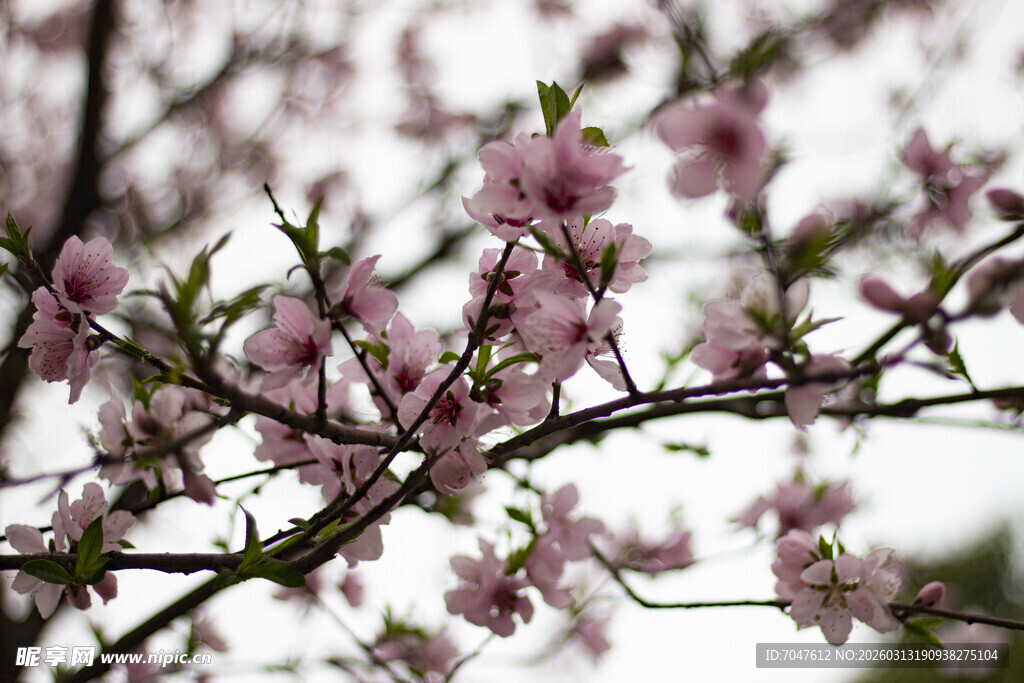 枝头绽放的粉嫩桃花