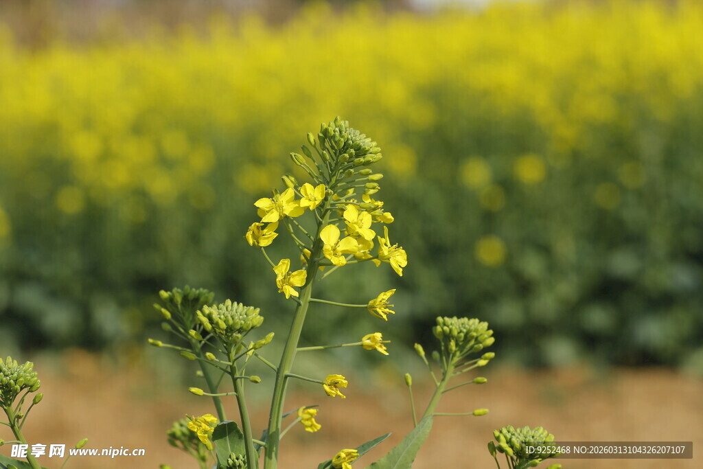 油菜花 田野