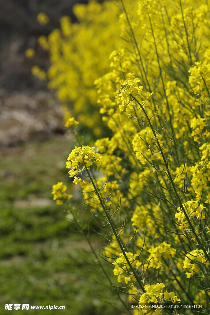 春日 油菜花