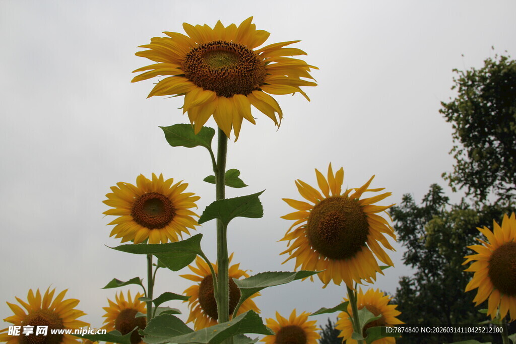 向阳而生的灿烂向日葵