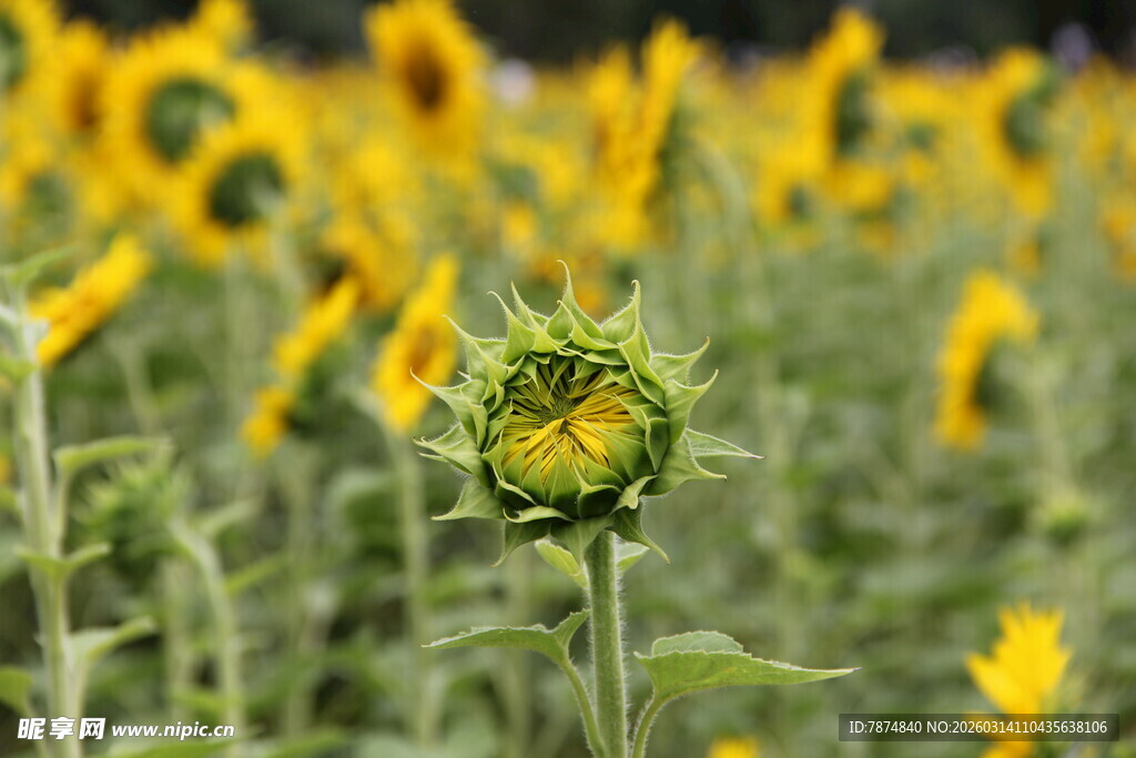 向日葵花田中的未绽花蕾
