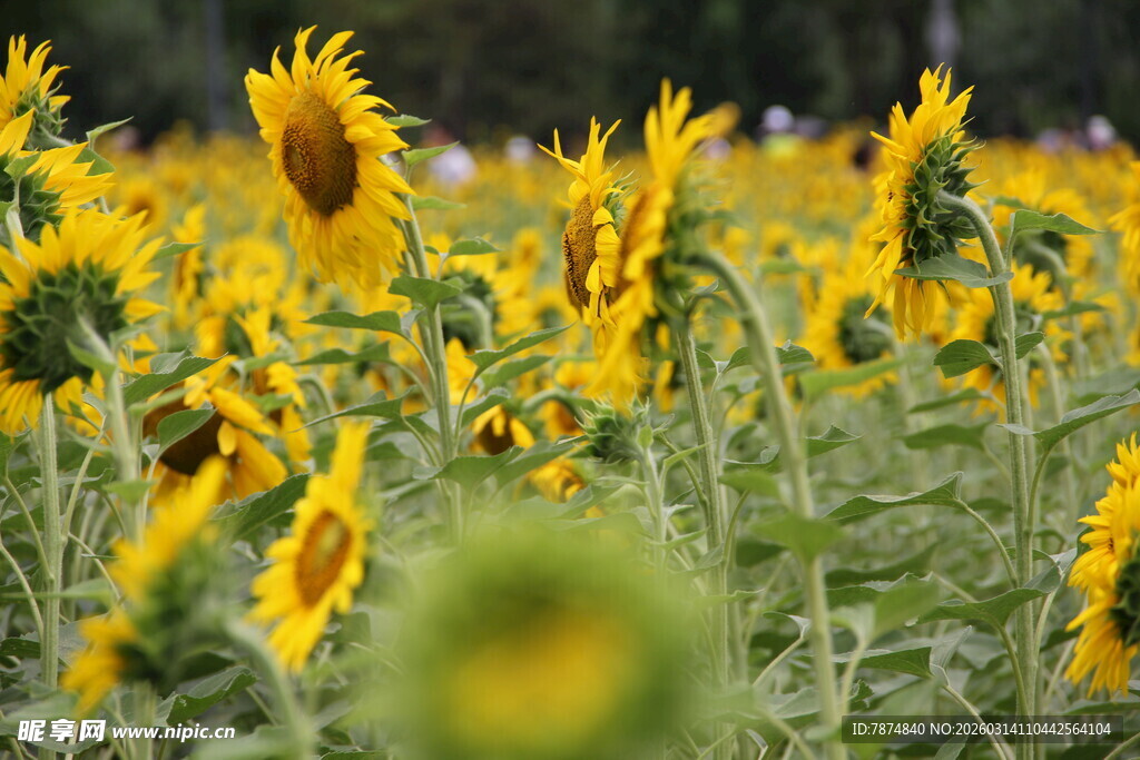 向日葵花海 灿烂的金黄