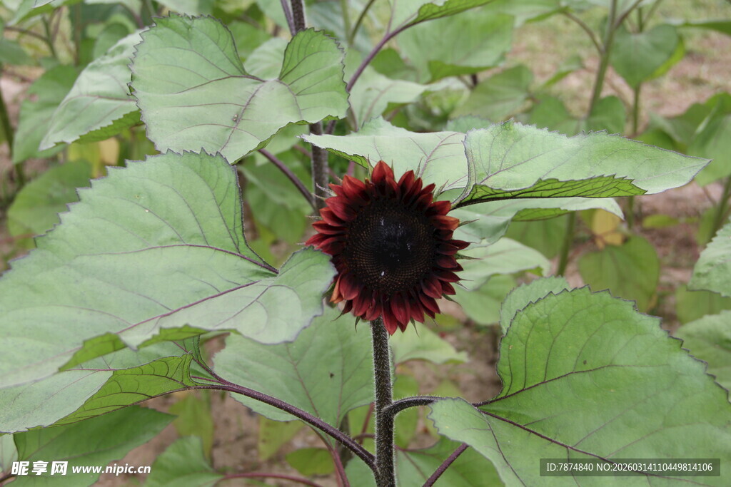 深红色向日葵植株特写