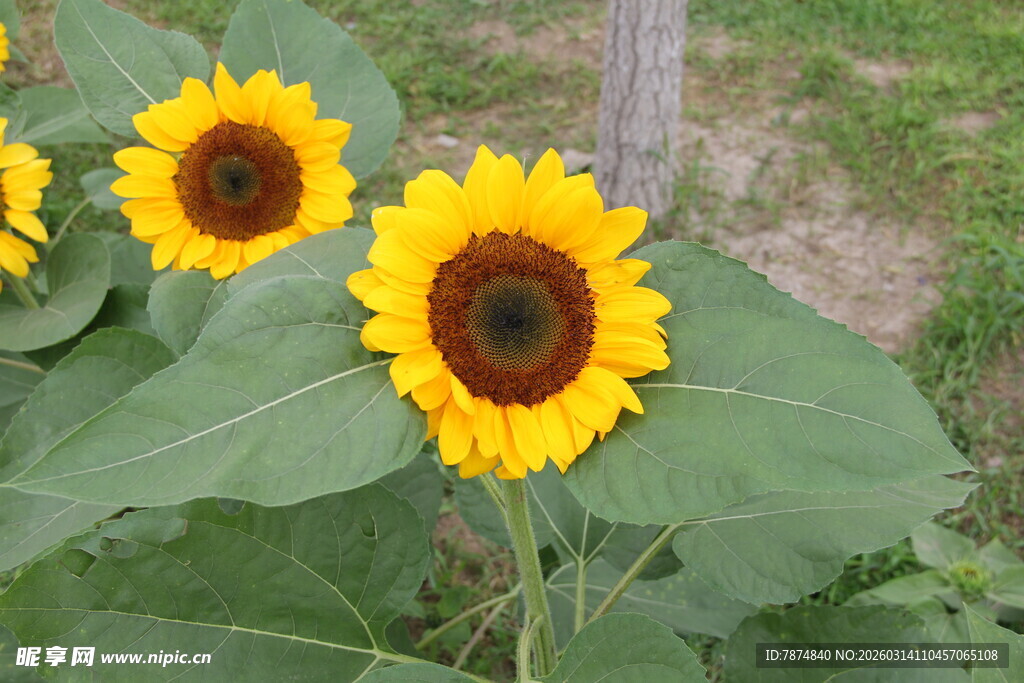 田野中的灿烂向日葵