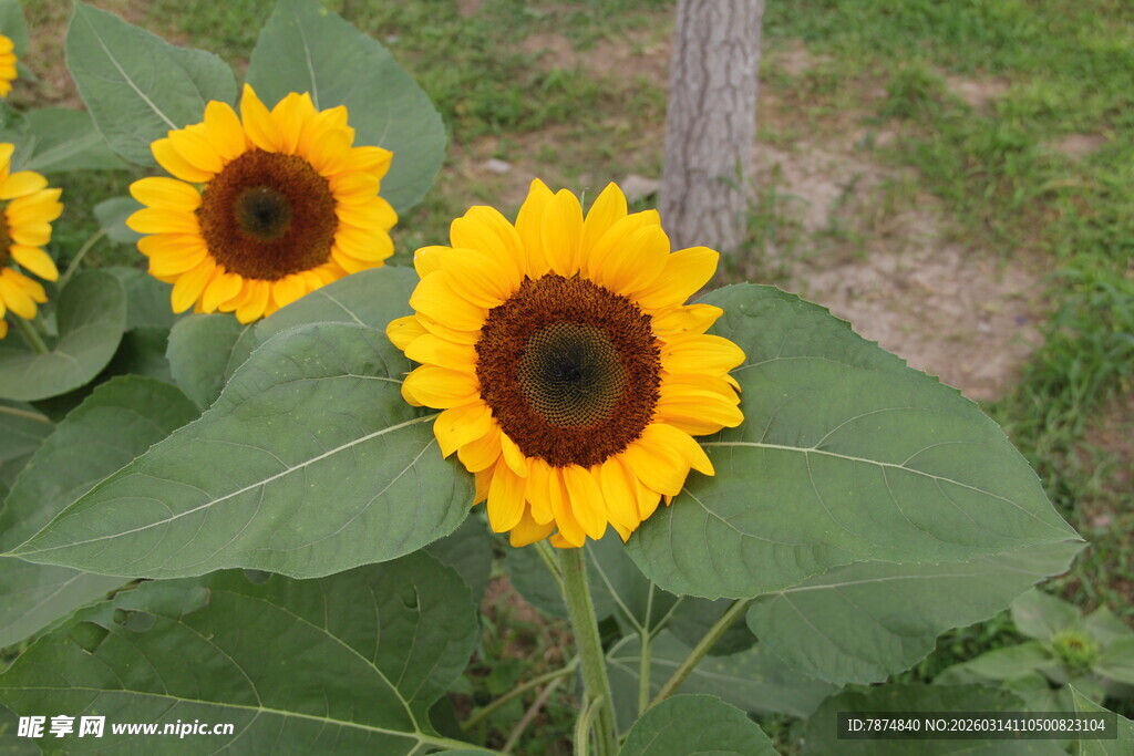 田野中的艳丽向日葵