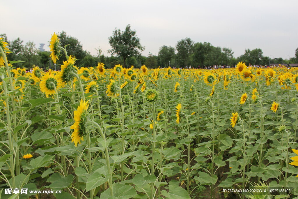 金黄向日葵花海美景