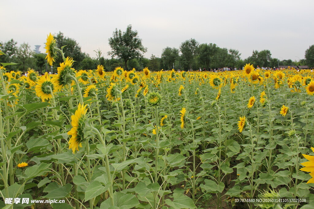 向日葵花海 金黄灿烂绽放