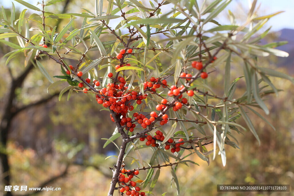 枝头红果的沙棘树