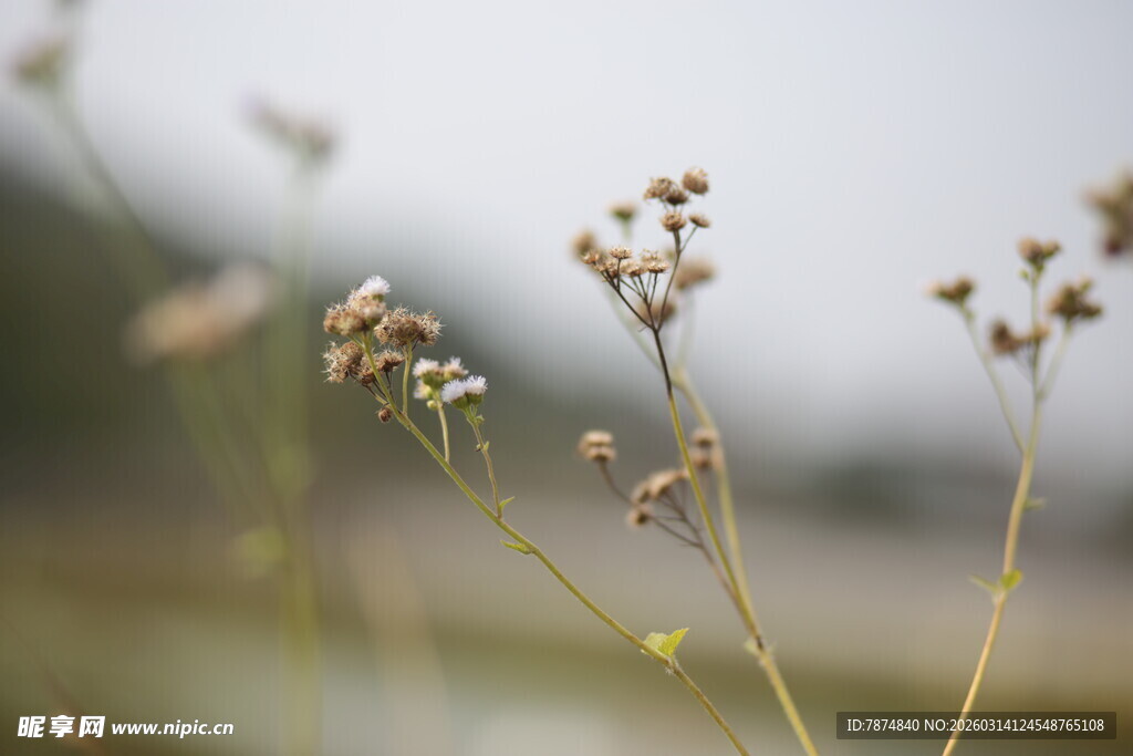 野外干枯小花特写