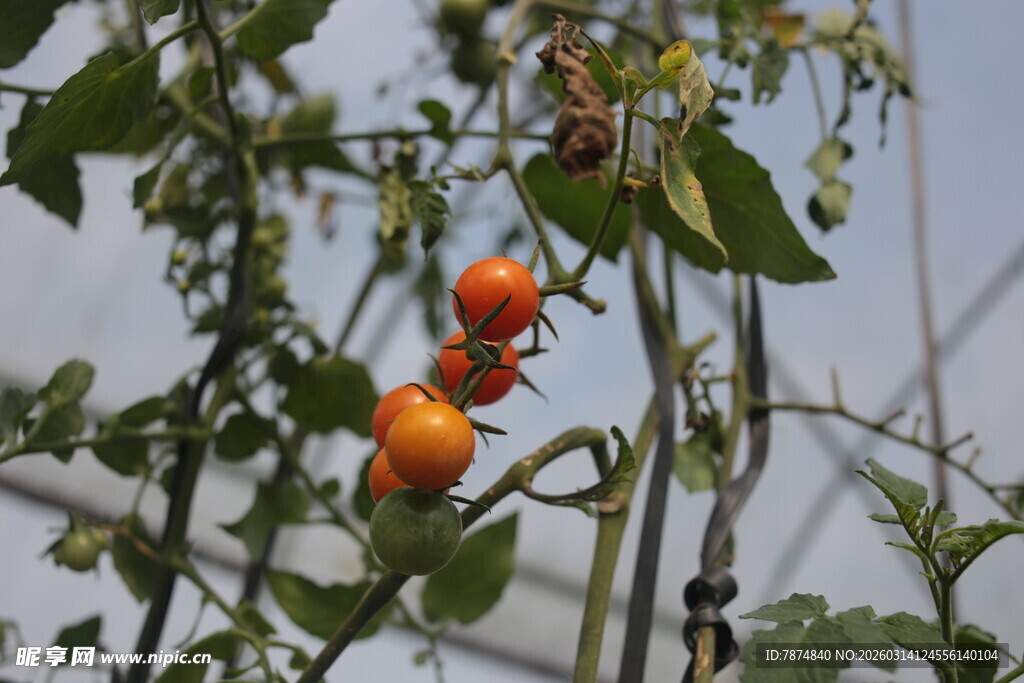 枝头的成熟番茄