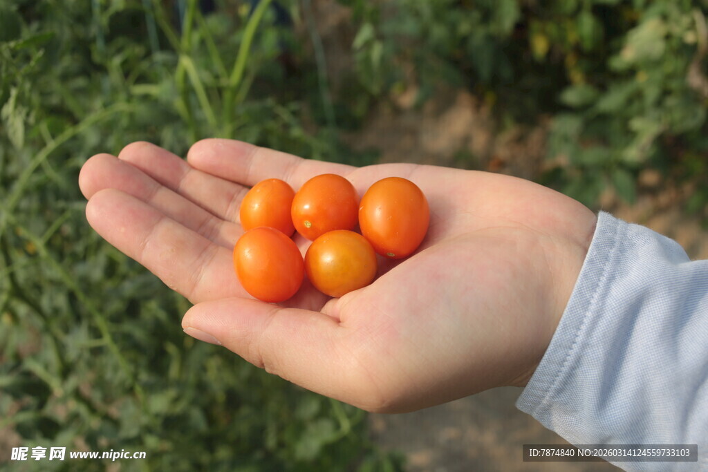 手中的新鲜小番茄