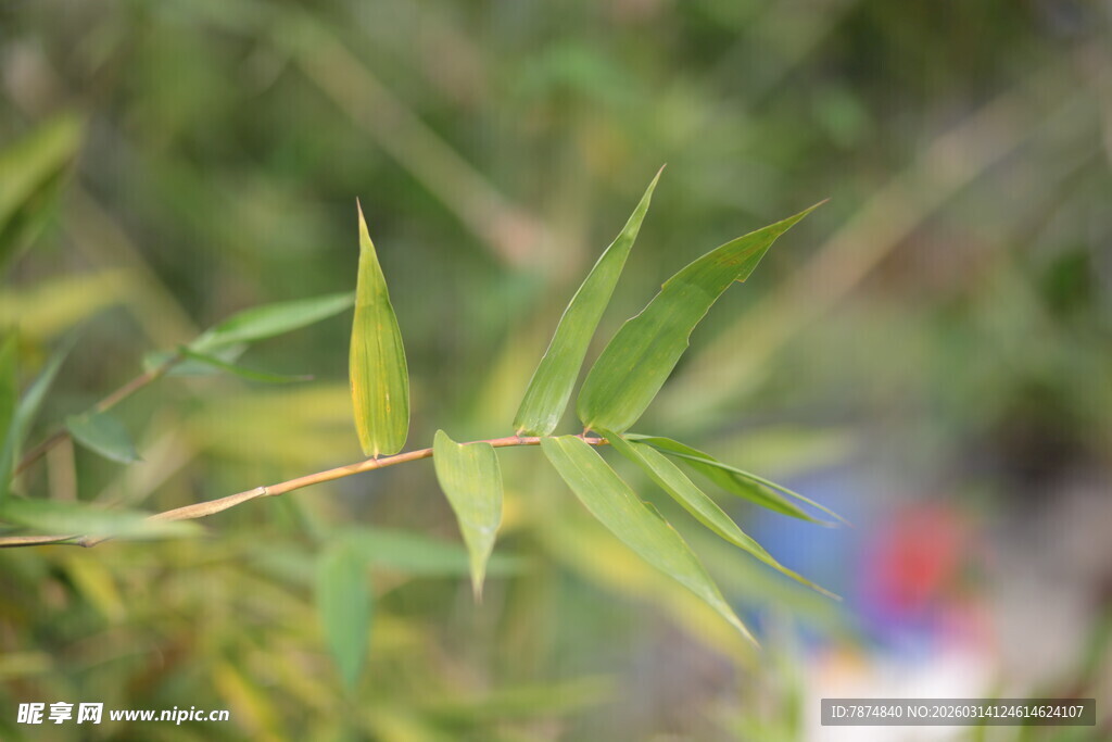 翠绿竹叶特写