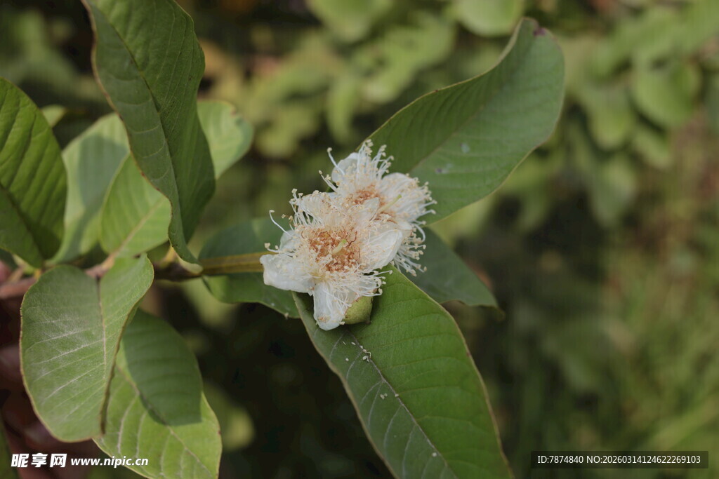 白色小花绽放绿叶间