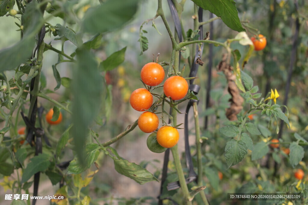枝头的橙色小番茄