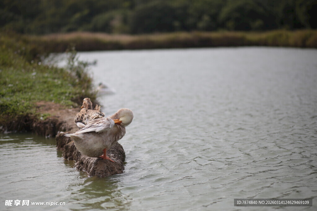 河边嬉戏的可爱小鸭子