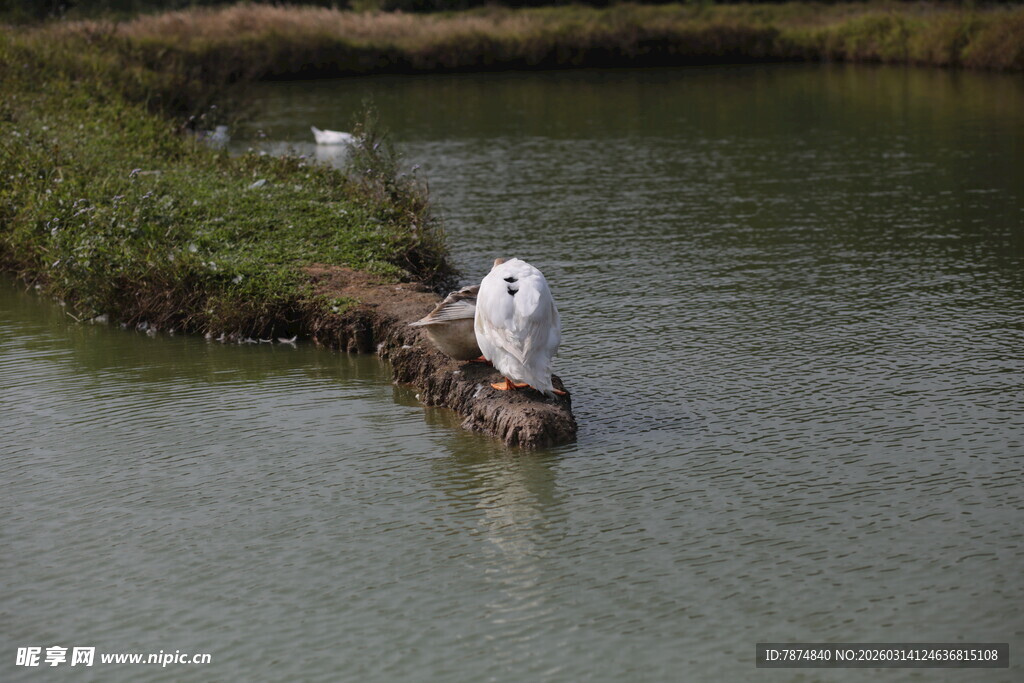 白鹭立于水边浅滩