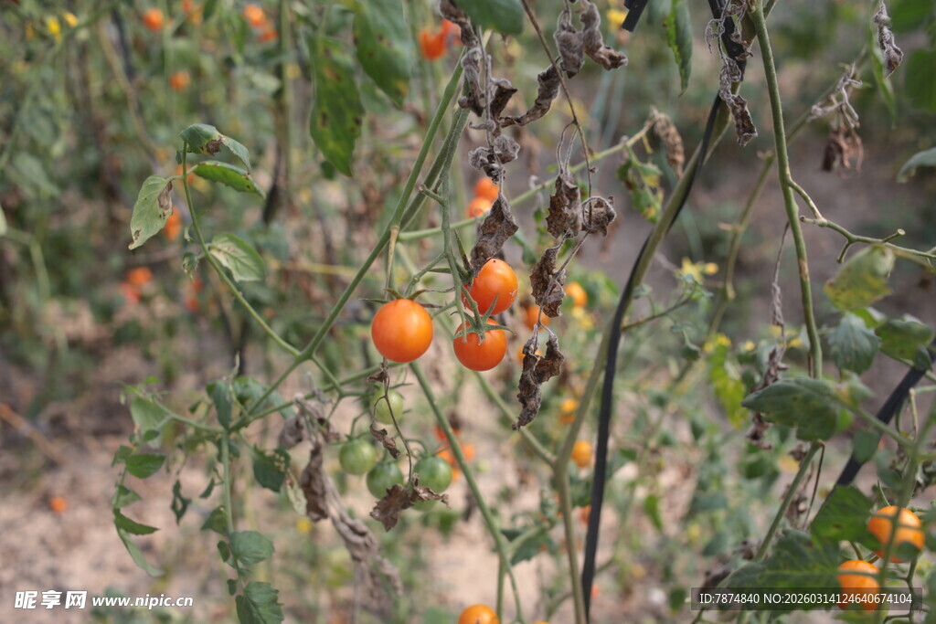枝头挂满橙黄小果实