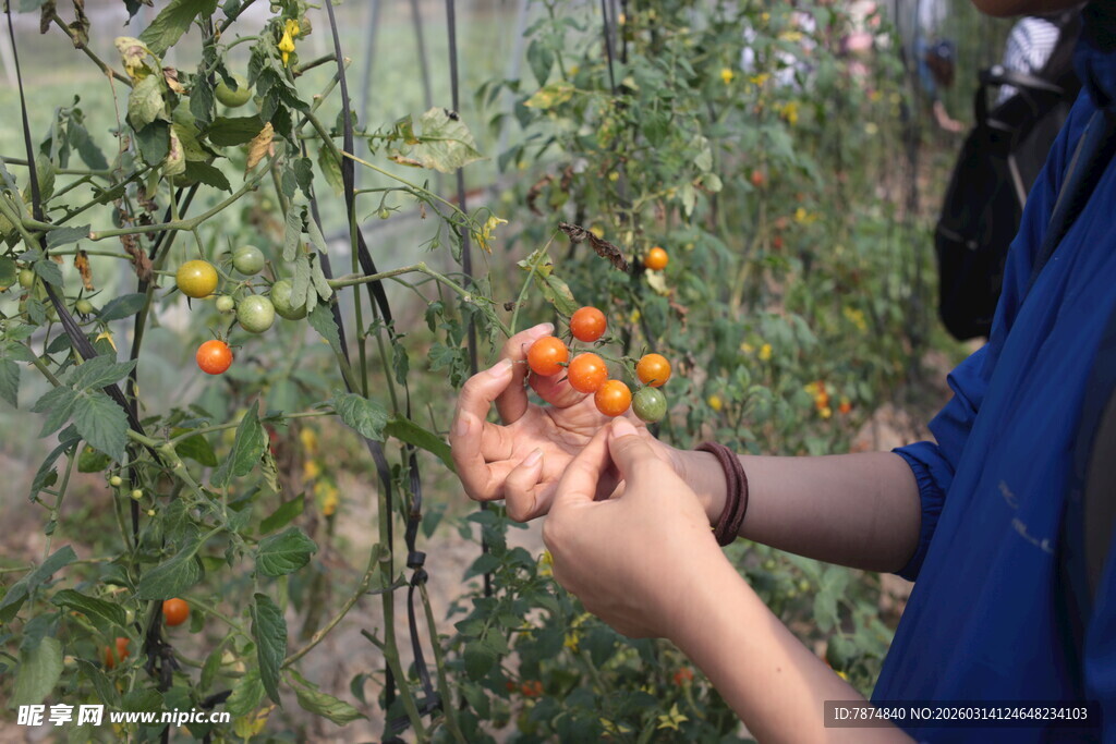 采摘小番茄的田园场景