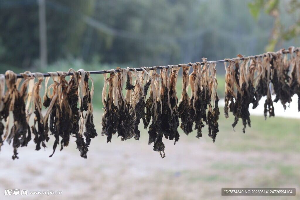 晾晒中的菜干