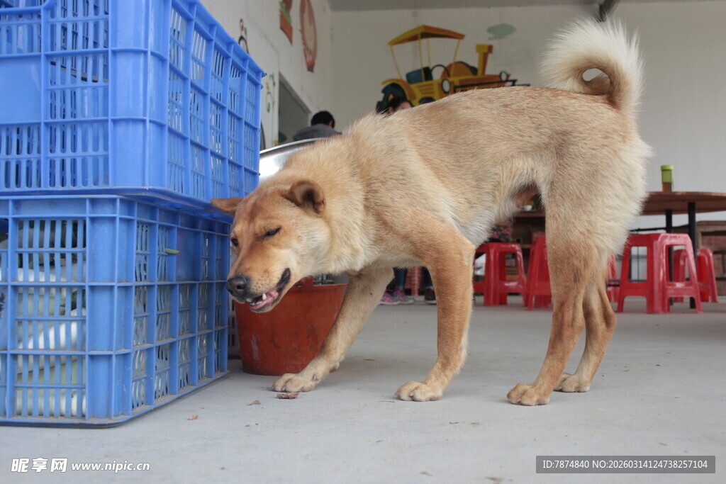 小狗嗅闻红色水盆