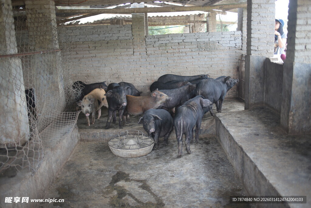 猪圈里的猪群