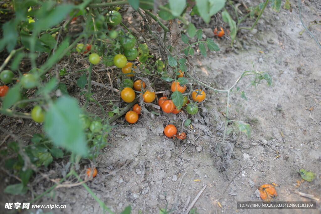 地上散落的橙色果实
