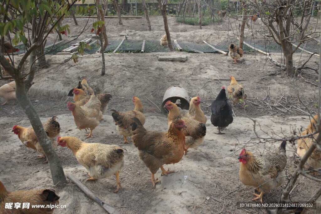 乡村鸡群在户外觅食