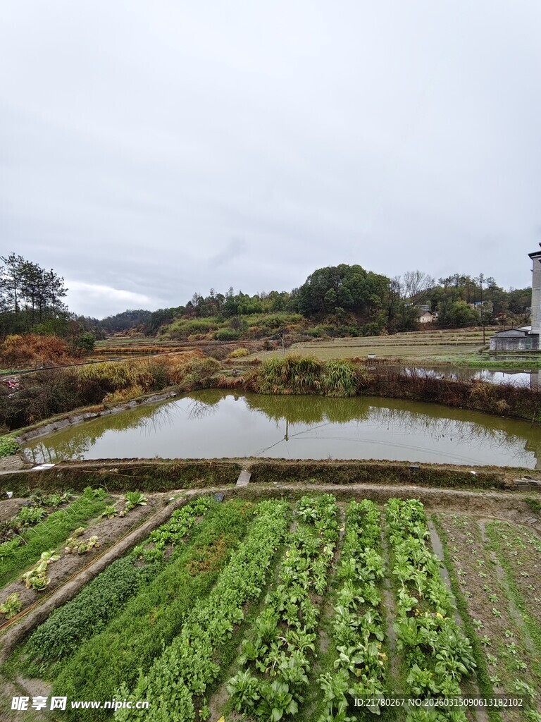 田园风光中的蔬菜与池塘