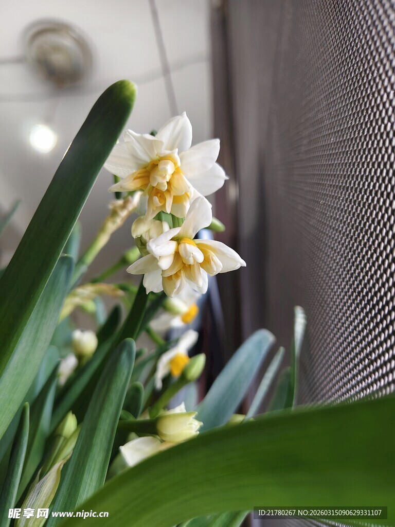 绽放的水仙花
