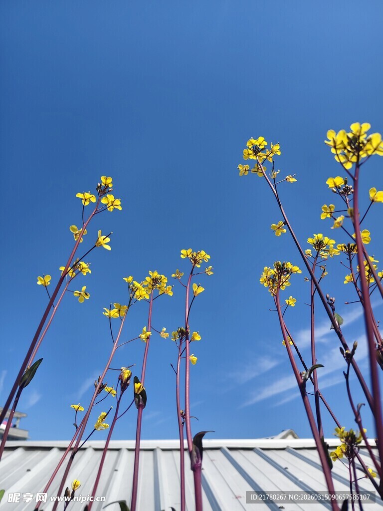 蓝天下的黄色菜花