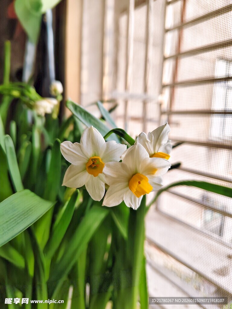 白色水仙花