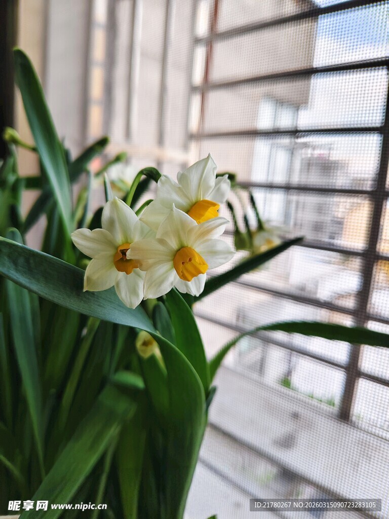 清新水仙花
