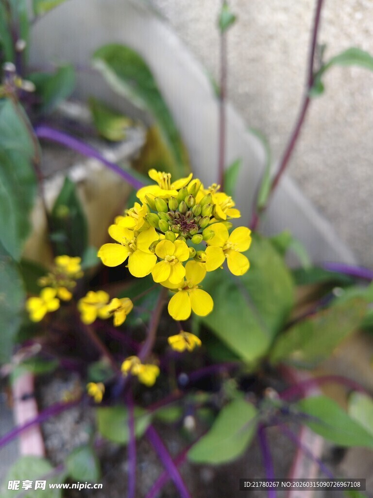 黄色菜花绽放于绿叶间