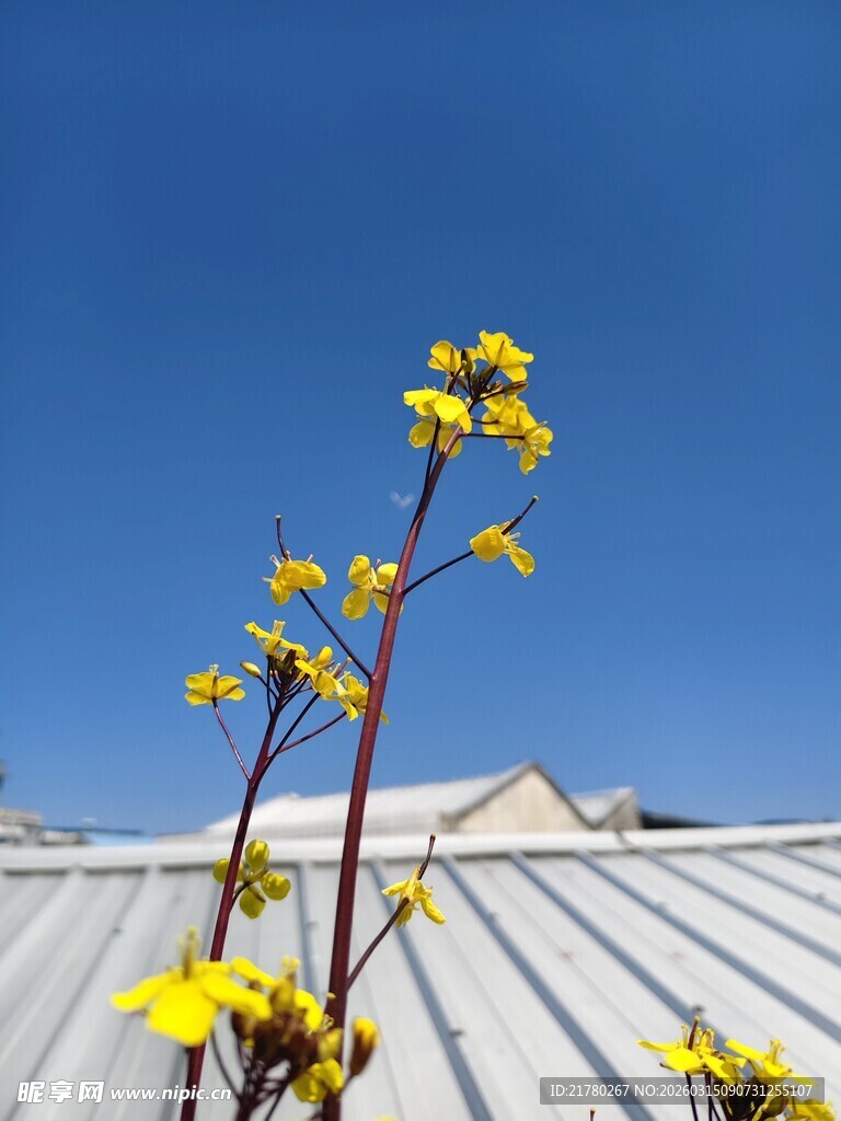 屋顶上的黄色小花