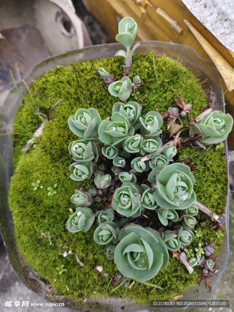 苔藓上的多肉植物