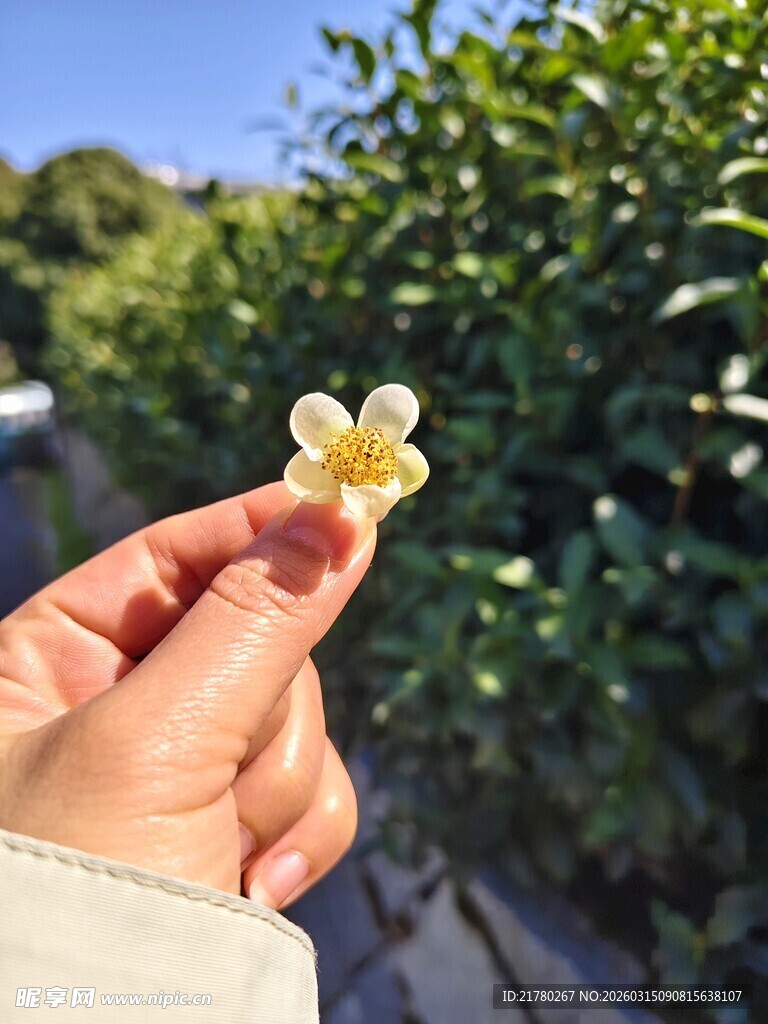 上朵茶花