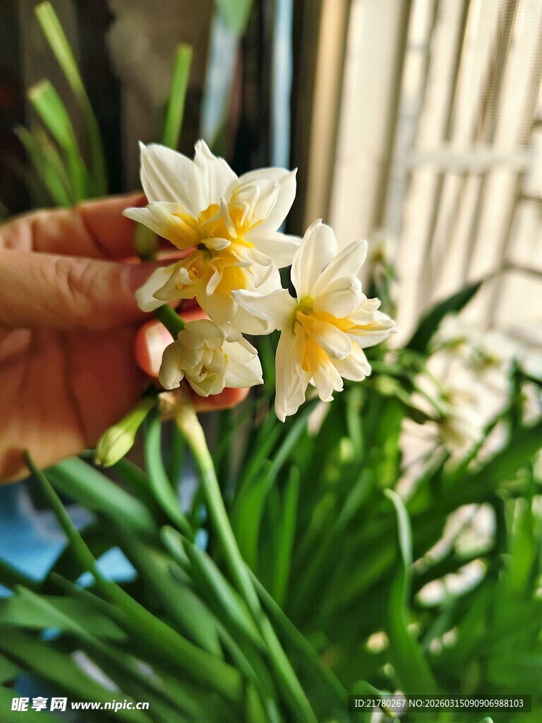 清新水仙花