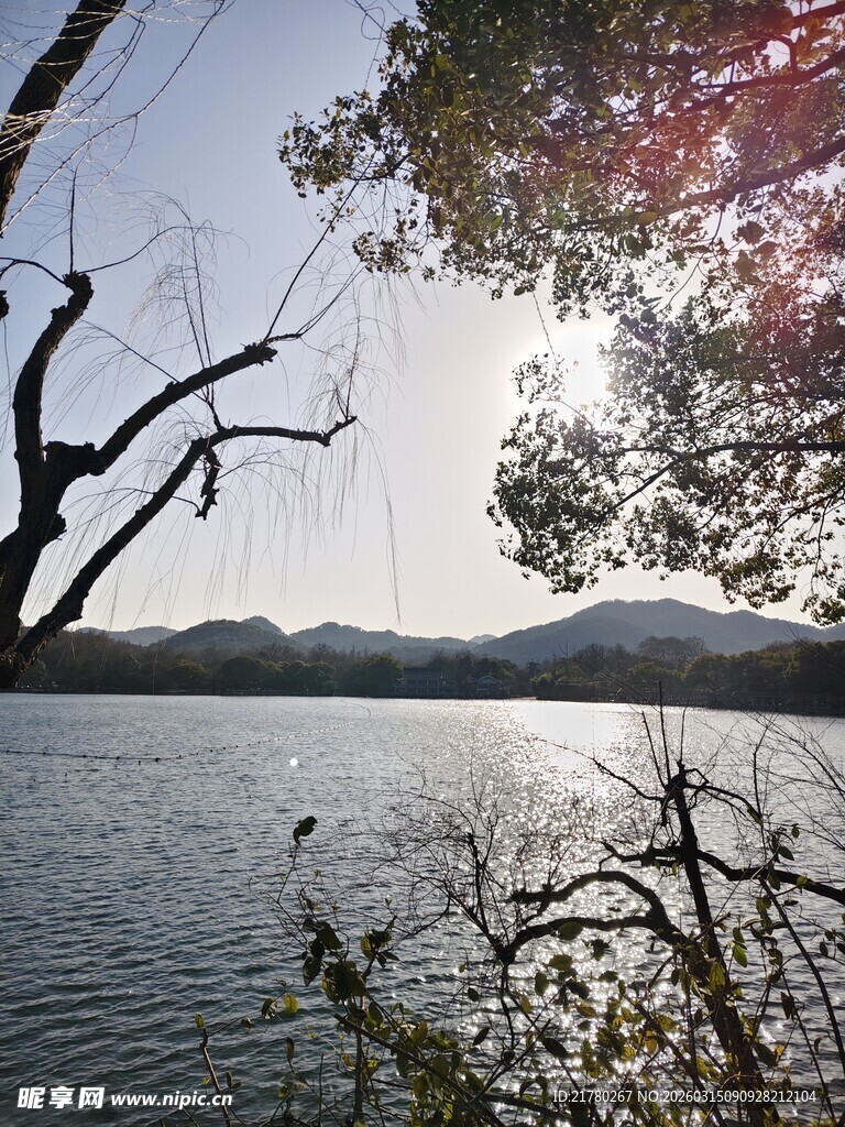 湖畔风光 树枝摇曳映湖水